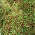 MODEL SCENERY VINE Material Very realistic see pics  2 colours to choose from