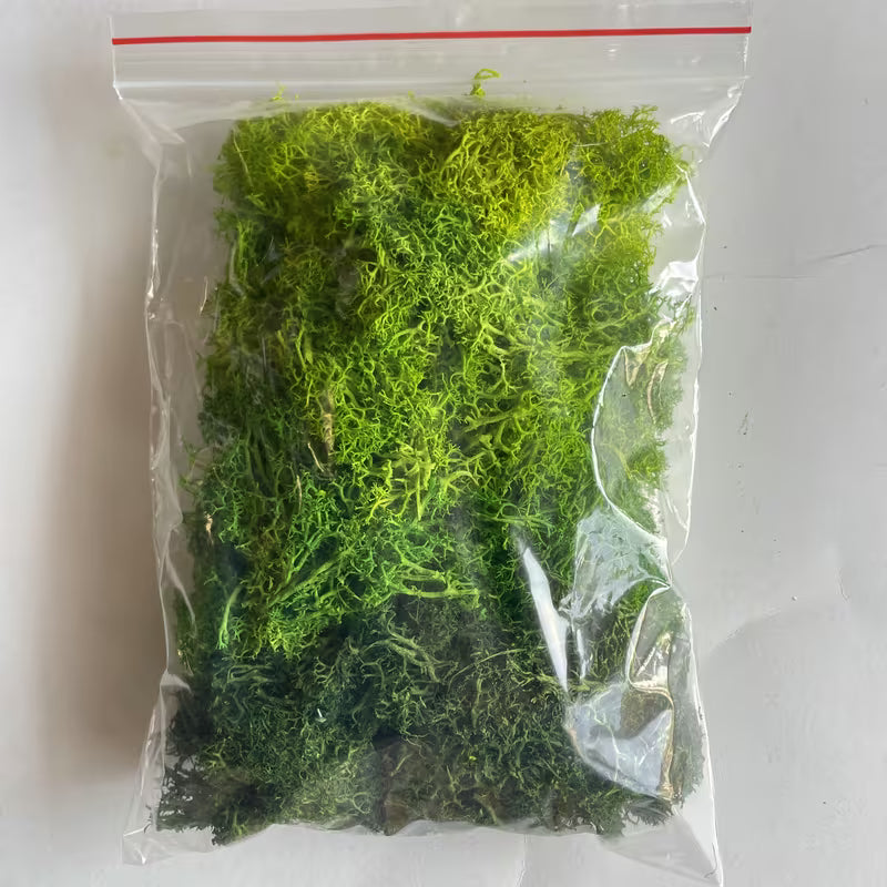 LICHEN MOSS  GREEN SHADES SEE PICS 8" X 6" BAG