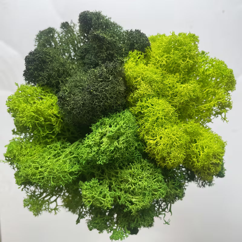 LICHEN MOSS  GREEN SHADES SEE PICS 8" X 6" BAG