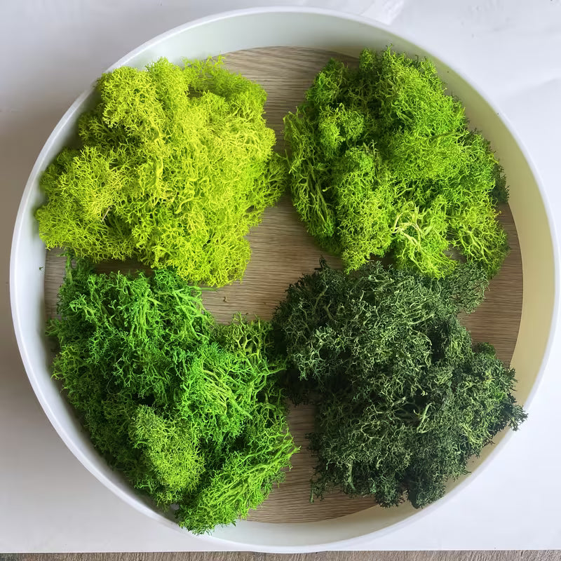 LICHEN MOSS  GREEN SHADES SEE PICS 8" X 6" BAG