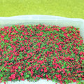 5 ASSORTED MIX COLOURS FLOWERING GROUND/TREE COVER 30GRAM CONTAINER
